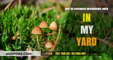 Understanding Why Poisonous Mushrooms Thrive in Your Backyard Ecosystem