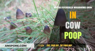 Why Psychedelic Mushrooms Thrive in Cow Manure: Unveiling the Mystery