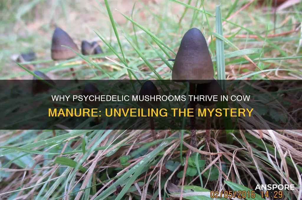 why do psychedelic mushrooms grow in cow poop