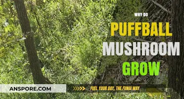 Why Puffball Mushrooms Thrive: Unveiling Their Growth Secrets and Habitat