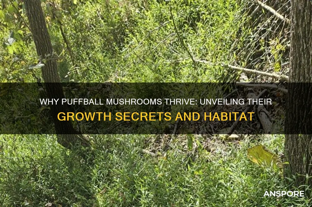 why do puffball mushrooms grow