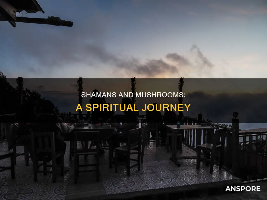 why do shamans take mushrooms