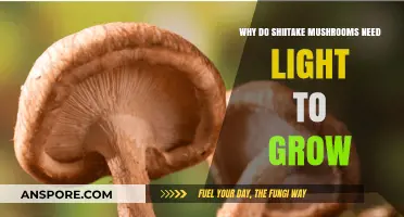 Why Shiitake Mushrooms Thrive with Light: Unlocking Growth Secrets