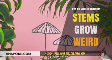 Unusual Mushroom Stems: Exploring the Causes of Their Odd Growth Patterns