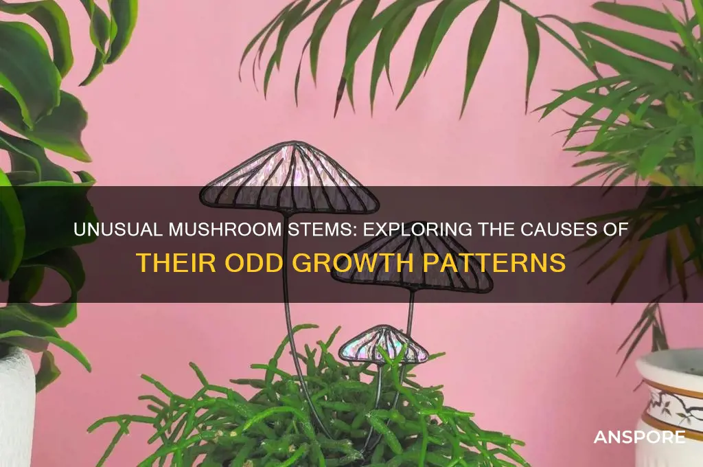 why do some mushroom stems grow weird