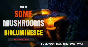 Mushroom Magic: Why Do Some Fungi Glow?