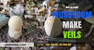 Unveiling the Mystery: Why Some Mushrooms Develop Veils