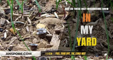Unveiling the Mystery: Why Ugly Mushrooms Thrive in Your Yard
