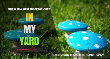 Understanding Why Toadstool Mushrooms Thrive in Your Yard: Causes and Solutions