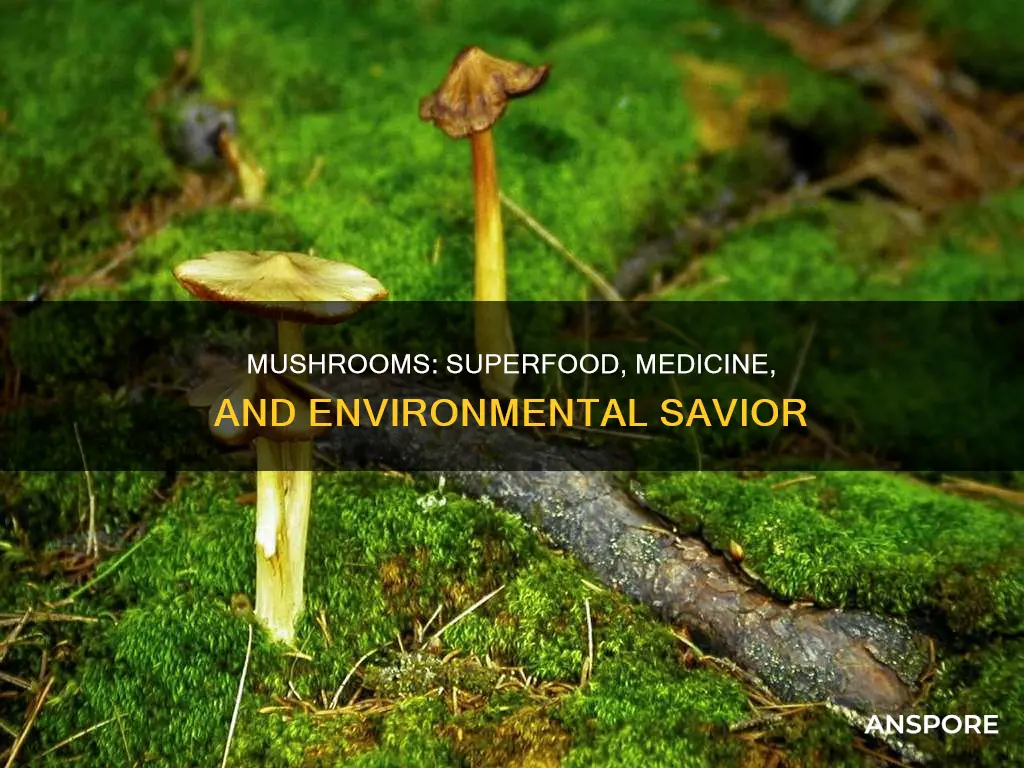 why do we need mushrooms