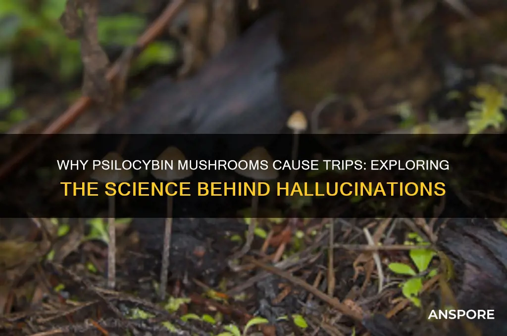 why do we trip when we eat mushroom