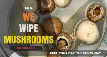 Wiping Mushrooms: A Necessary Step for Safe Consumption