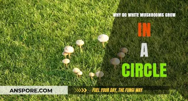 Why White Mushrooms Form Mysterious Fairy Rings in Nature