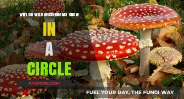Mysterious Fairy Rings: Why Wild Mushrooms Grow in Perfect Circles