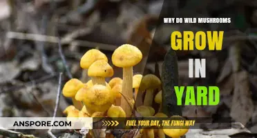 Why Wild Mushrooms Thrive in Your Yard: Unveiling Nature's Secrets