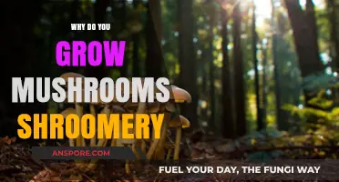 Why Grow Mushrooms at Home? Shroomery Secrets Unveiled