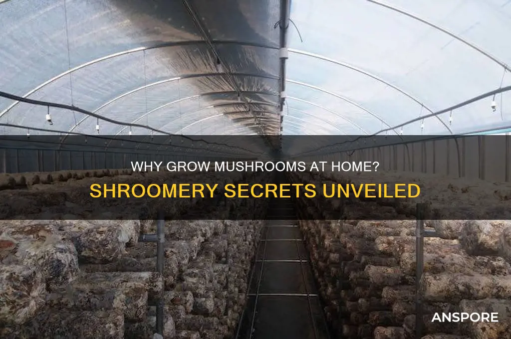 why do you grow mushrooms shroomery