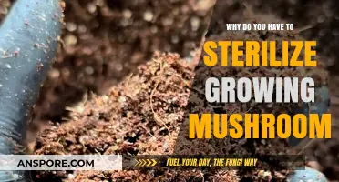 Sterilizing Mushroom Substrates: Essential Steps for Successful Fungal Cultivation