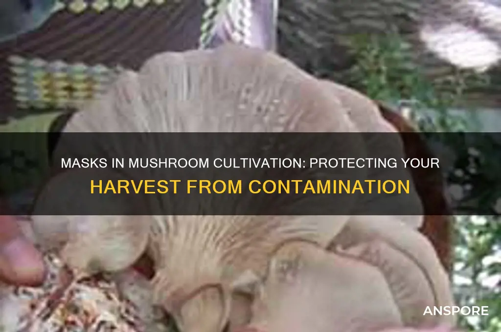 why do you wear a mask when growing mushrooms