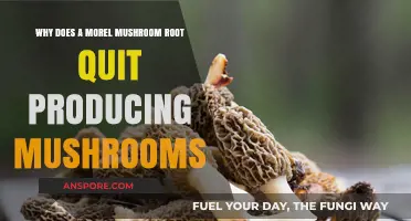 Why Morel Mushroom Roots Stop Producing Mushrooms: Key Factors Explained