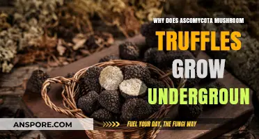Why Ascomycota Mushroom Truffles Thrive Underground: Unveiling the Mystery