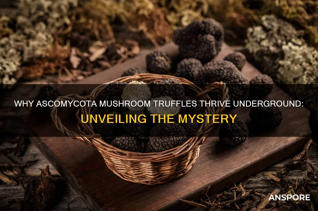why does ascomycota mushroom truffles grow underground
