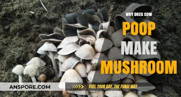 Cow Poop's Role in Mushroom Growth: Unveiling the Fascinating Connection