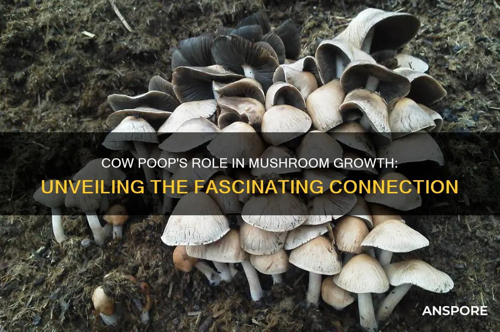 why does cow poop make mushrooms