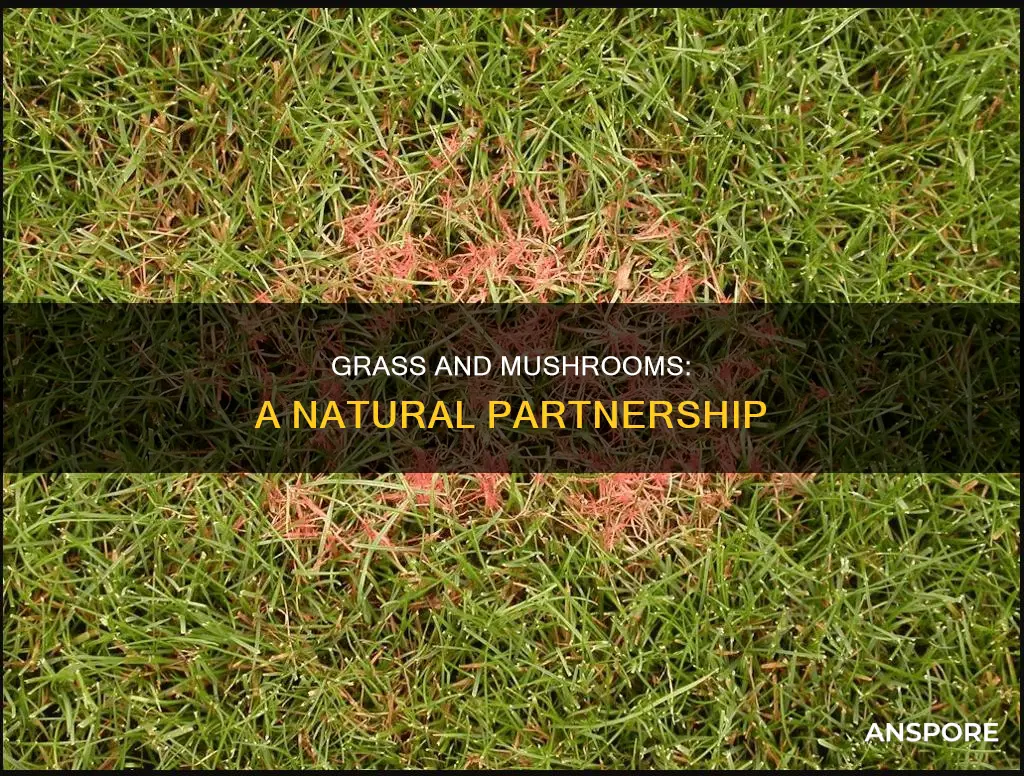 why does grass have mushrooms