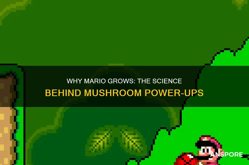 why does mario grow when he eats mushrooms