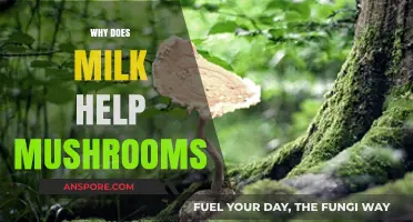 Milk and Mushrooms: The Science Behind the Symbiosis