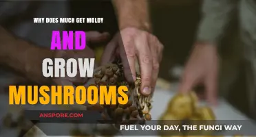 Why Food Molds and Mushrooms Thrive: Uncovering the Science Behind Decay