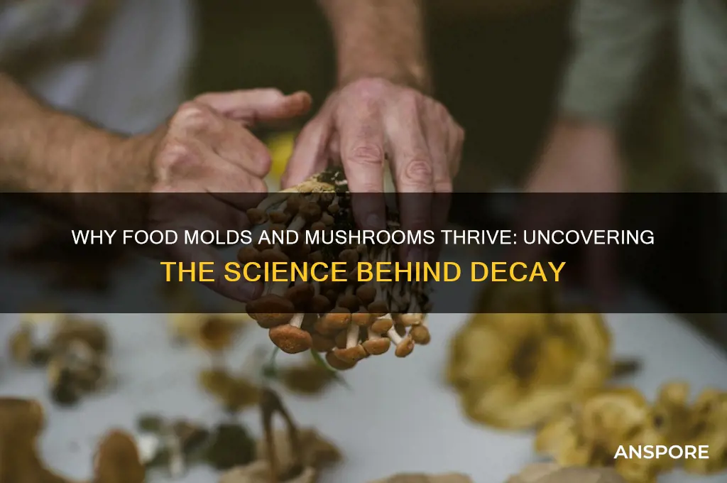 why does much get moldy and grow mushrooms