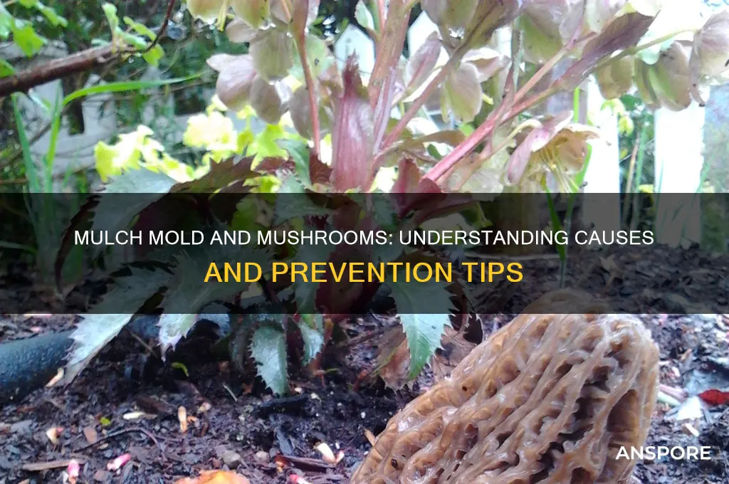 why does mulch get moldy and grow mushrooms