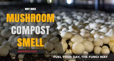 Mushroom Compost: Why the Stink?