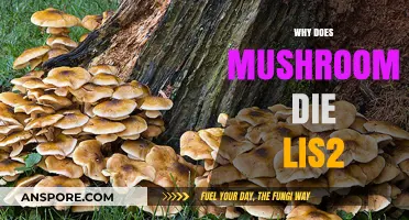 Mushroom Mortality: Unraveling the Mysterious Life of Fungi