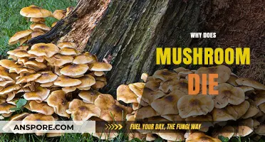Mushrooms' Demise: Unveiling the Reasons Behind Their Death