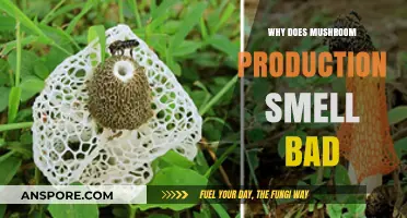 Unveiling the Pungent Truth: Why Mushroom Farming Smells So Strong