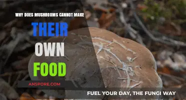 Why Mushrooms Depend on Others: The Absence of Photosynthesis Explained