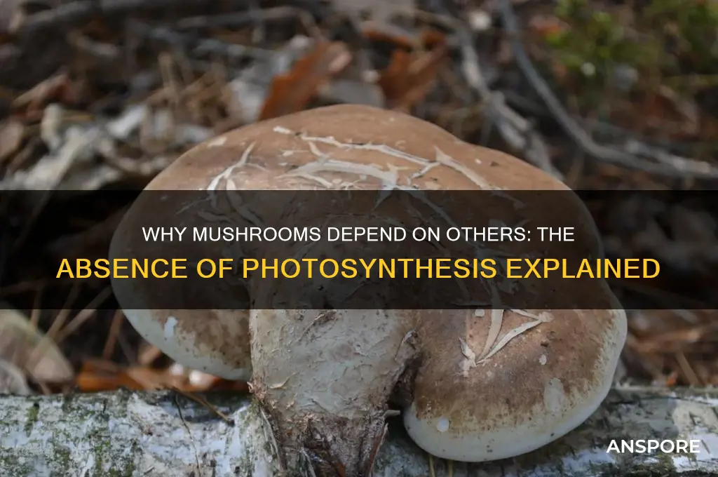 why does mushrooms cannot make their own food