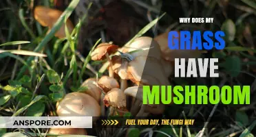 Why Mushrooms Appear in Your Lawn: Causes and Solutions Explained