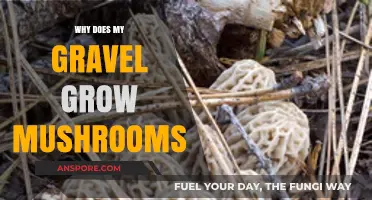 Understanding Mushroom Growth in Your Gravel: Causes and Solutions