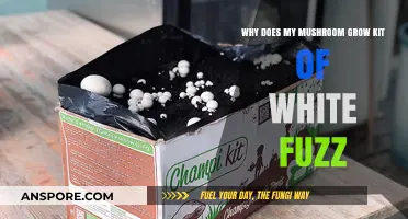 White Fuzz on Mushroom Grow Kit: Causes and Solutions Explained