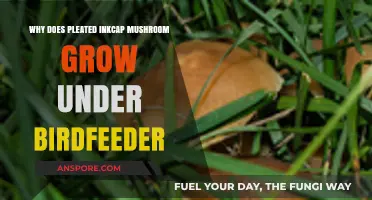 Why Pleated Inkcap Mushrooms Thrive Beneath Birdfeeders: Unveiling the Connection