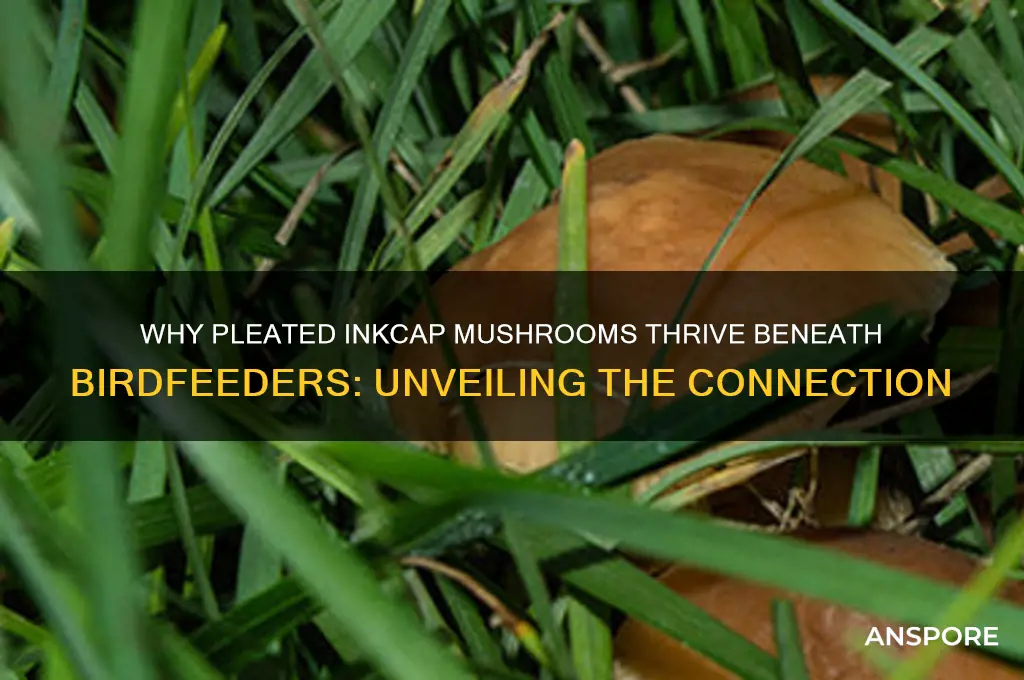 why does pleated inkcap mushroom grow under birdfeeder