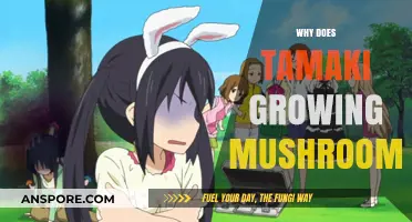 Why Tamaki's Mushroom Cultivation is Thriving: Uncovering the Secrets