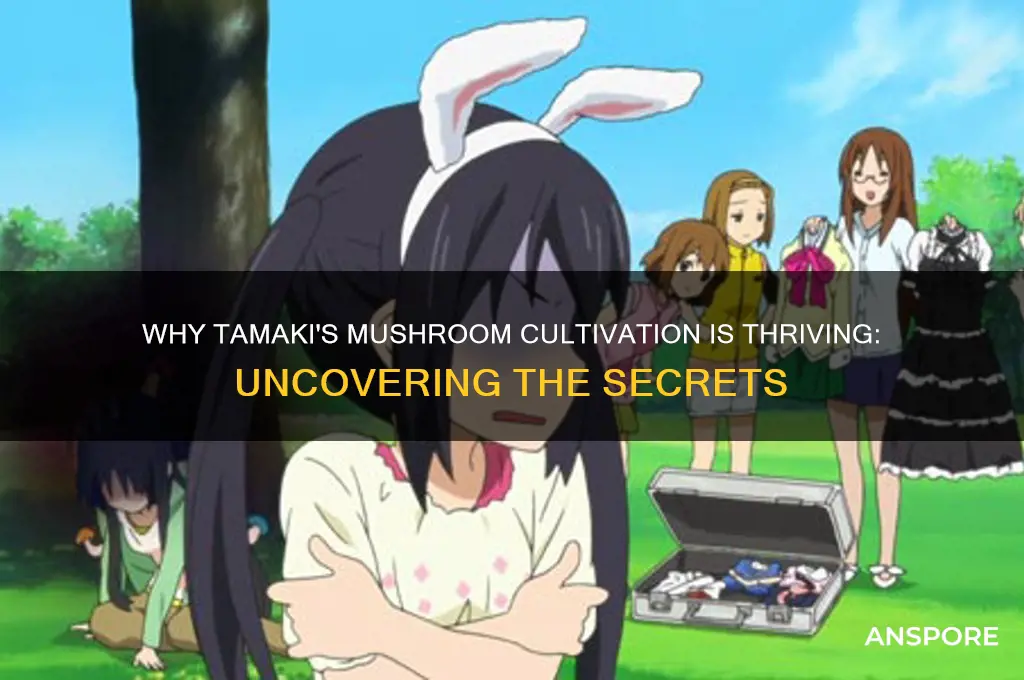 why does tamaki growing mushrooms
