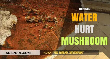 Mushrooms and Water: A Harmful Mix