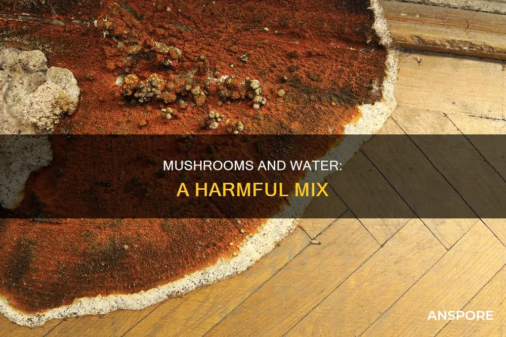 why does water hurt mushrooms