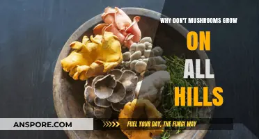 Why Mushrooms Thrive on Some Hills but Not Others